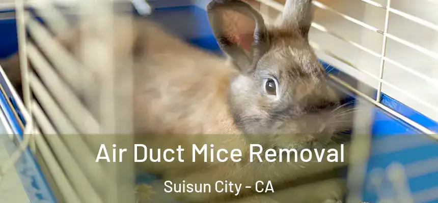 Air Duct Mice Removal Suisun City - CA